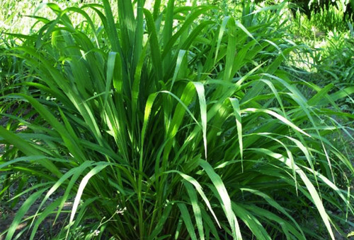 [-]8[-]loại[-]cây[-]trồng[-]đơn[-]giản[-]phòng[-]vi[-]rút[-]Zika[-]và[-]làm[-]đẹp[-]nhà[-]bạn